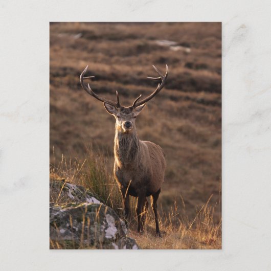 Carte postale Red Stag Solitaire (Devant)