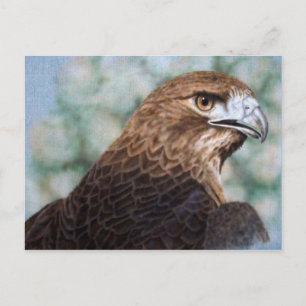Carte postale Red-tail Hawk