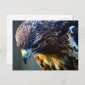 Carte postale Red Tail Hawk (Devant / Derrière)