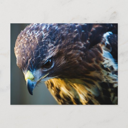 Carte postale Red Tail Hawk (Devant)