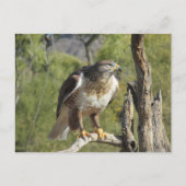 Carte postale Red Tail Hawk (Devant)