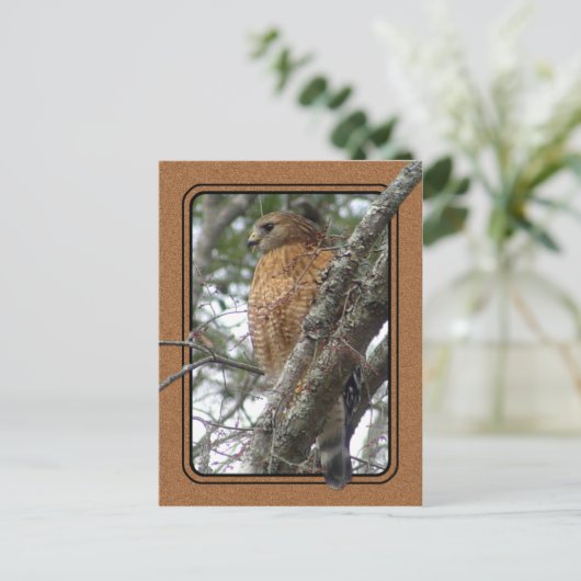 Carte postale Red Tail Hawk 2 (Debout devant)