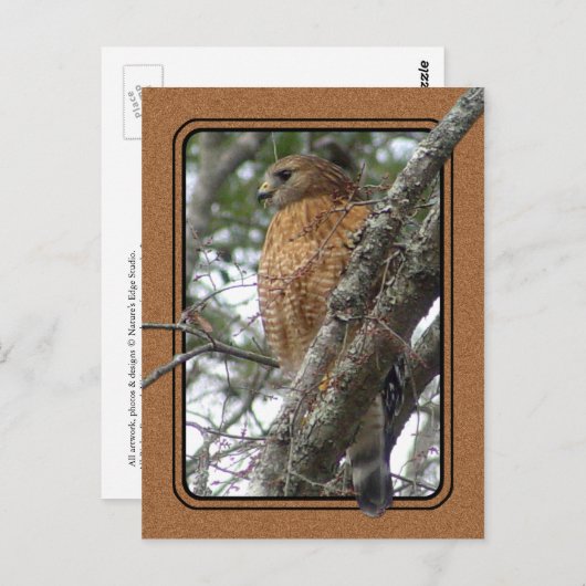 Carte postale Red Tail Hawk 2 (Devant / Derrière)