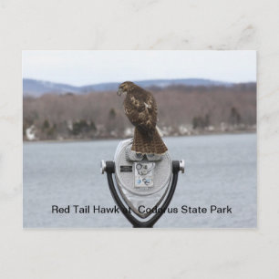Carte Postale Red Tail Hawk au parc d'état de Codorus
