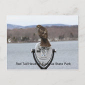 Carte Postale Red Tail Hawk au parc d'état de Codorus (Devant)