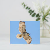 Carte Postale Red Tail Hawk en vol (Debout devant)