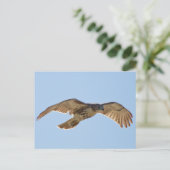 Carte Postale Red Tail Hawk en vol (Debout devant)
