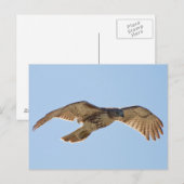 Carte Postale Red Tail Hawk en vol (Devant / Derrière)