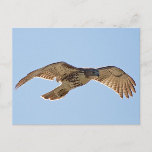 Carte Postale Red Tail Hawk en vol (Devant)
