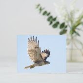 Carte Postale Red Tail Hawk en vol (Debout devant)