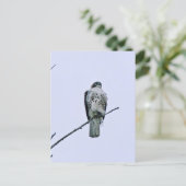 Carte postale Red Tail On Branch (Debout devant)