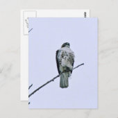 Carte postale Red Tail On Branch (Devant / Derrière)