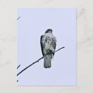 Carte postale Red Tail On Branch