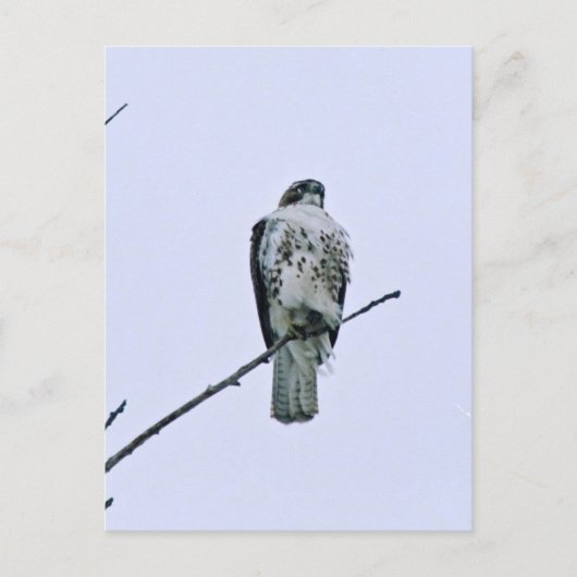 Carte postale Red Tail On Branch (Devant)