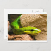 Carte Postale Red Tail Racer (Devant / Derrière)