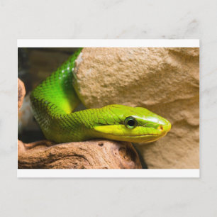 Carte Postale Red Tail Racer
