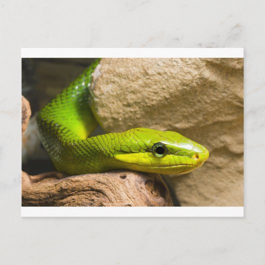 Carte Postale Red Tail Racer (Devant)