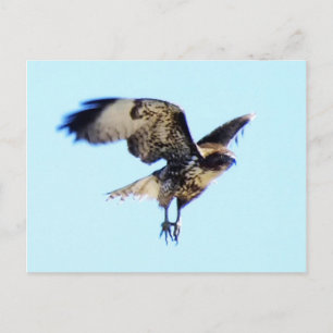 Carte Postale Red-tailed Hawk