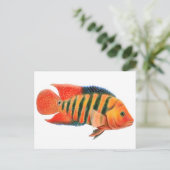 Carte postale Red Terror Cichlid (Debout devant)