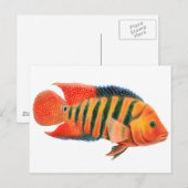 Carte postale Red Terror Cichlid (Devant / Derrière)