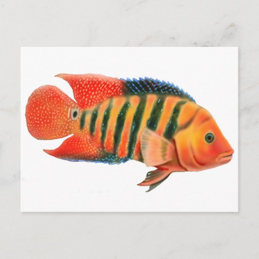 Carte postale Red Terror Cichlid (Devant)