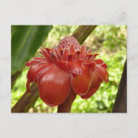 Red Torch Ginger Tropical Flower Photographie