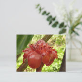 Carte Postale Red Torch Ginger Tropical Flower Photographie (Debout devant)
