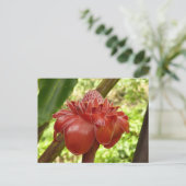 Carte Postale Red Torch Ginger Tropical Flower Photographie (Debout devant)