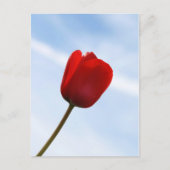 Carte postale Red Tulip (Devant)