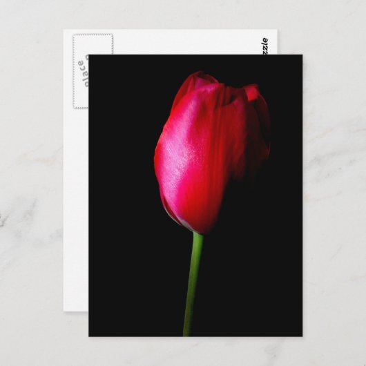 Carte postale Red Tulip (Devant / Derrière)