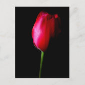 Carte postale Red Tulip (Devant)