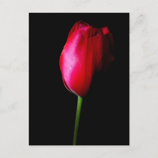 Carte postale Red Tulip (Devant)