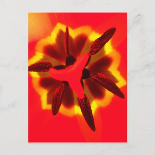 Carte Postale Red Tulip Centre (Devant)