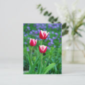 Carte postale Red Tulips (Debout devant)