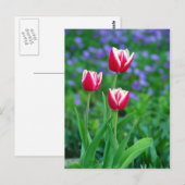 Carte postale Red Tulips (Devant / Derrière)