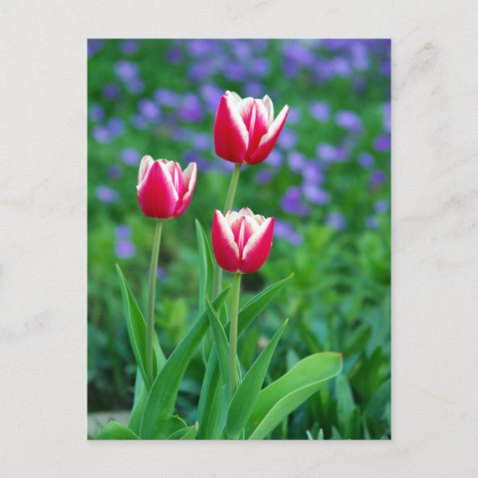 Carte postale Red Tulips (Devant)