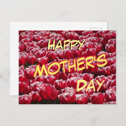 Carte postale Red White Tulips Motif Fête des mère (Devant / Derrière)