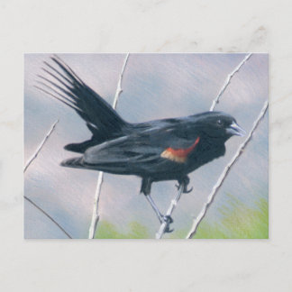 Carte Postale Red Wing Blackbird