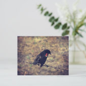 Carte Postale Red Wing Blackbird sur Barbed (Debout devant)