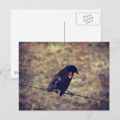 Carte Postale Red Wing Blackbird sur Barbed (Devant / Derrière)