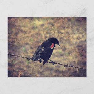 Carte Postale Red Wing Blackbird sur Barbed
