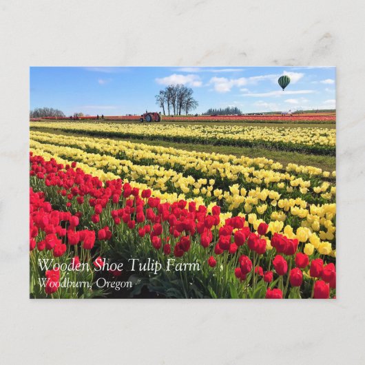 Carte Postale Red & Yellow Tulip Field with Hot Air Balloon (Devant)
