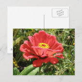 Carte postale Red Zinnia (Devant / Derrière)
