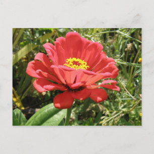 Carte postale Red Zinnia