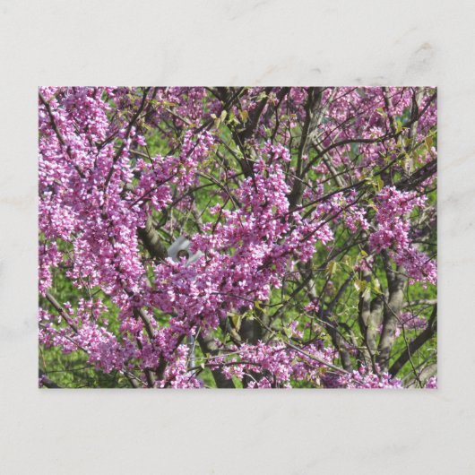 Carte Postale Redbud en pleine floraison (Devant)