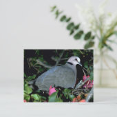 Carte Postale Redeye'd Dove (Debout devant)