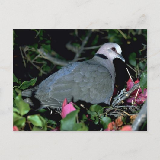 Carte Postale Redeye'd Dove (Devant)