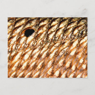 Carte Postale "Redfish" - Red Drum by PatternWear ©