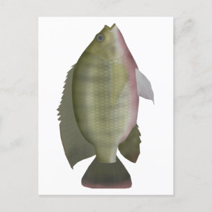 Carte Postale Redmamie Tilapia