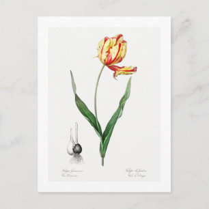 CARTE POSTALE REDOUTÉ BOTANIQUE "DIDIER'S TULIP"